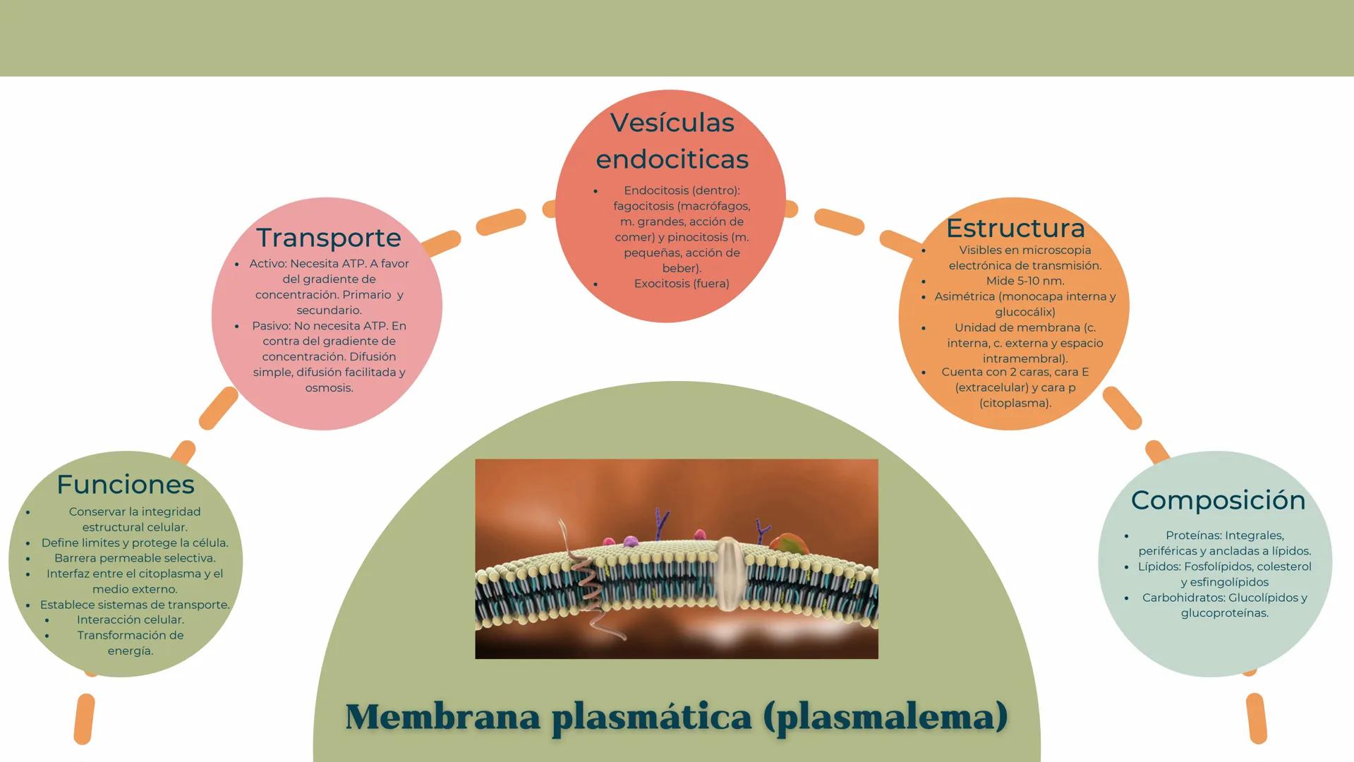 Funciones
Conservar la integridad
estructural celular.
Define limites y protege la célula.
Barrera permeable selectiva.
Interfaz entre el c