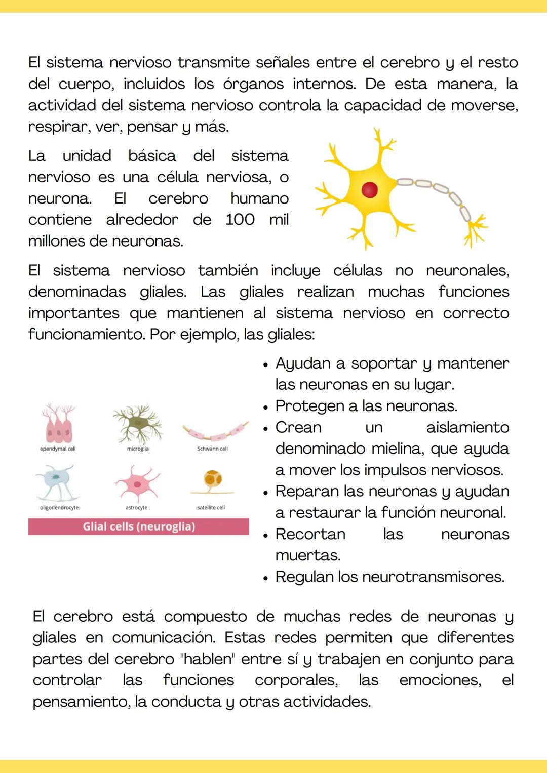 El sistema nervioso transmite señales entre el cerebro y el resto
del cuerpo, incluidos los órganos internos. De esta manera, la
actividad d