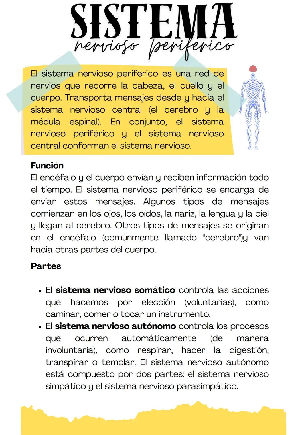 El sistema nervioso transmite señales entre el cerebro y el resto
del cuerpo, incluidos los órganos internos. De esta manera, la
actividad d