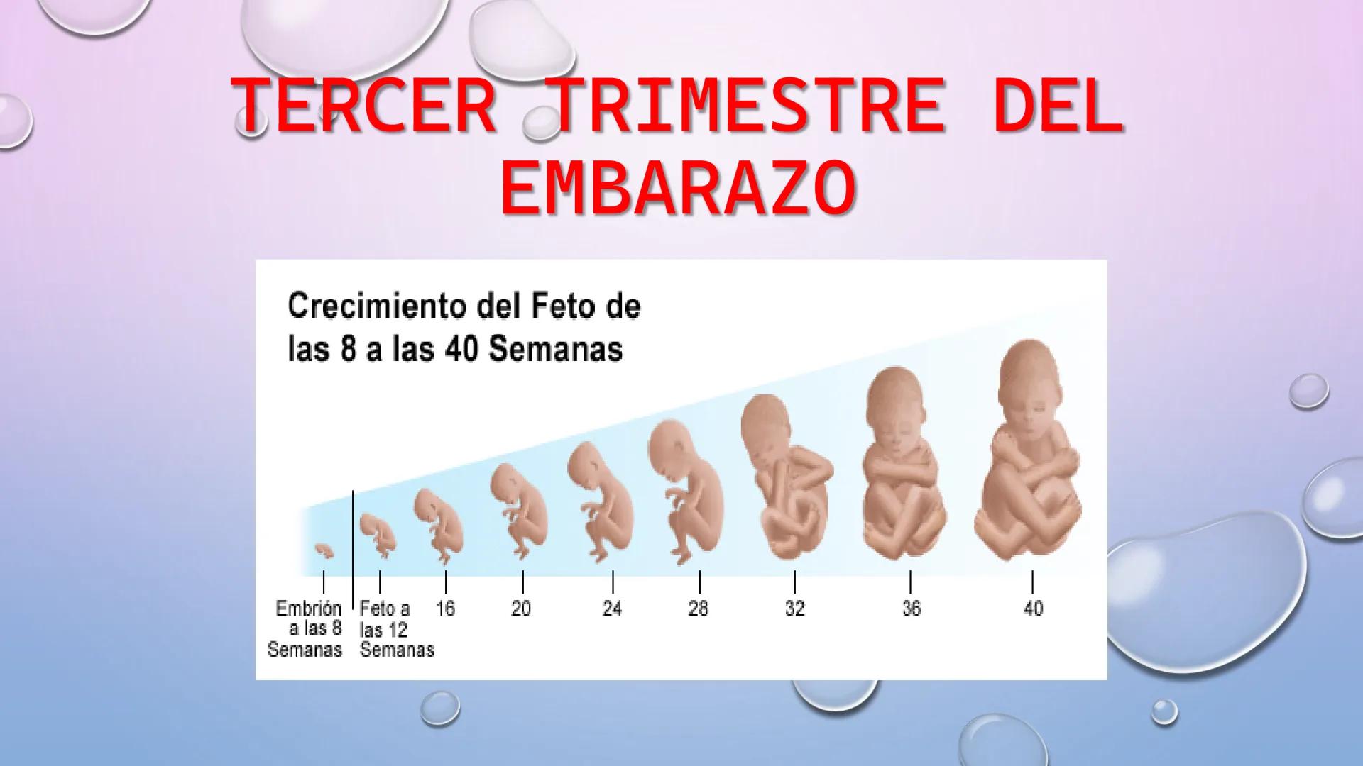 TERCER TRIMESTRE DEL
EMBARAZO
Crecimiento del Feto de
las 8 a las 40 Semanas
Embrión Feto a 16 20 24 28 32 36 40
a las 8 las 12
Semanas Se