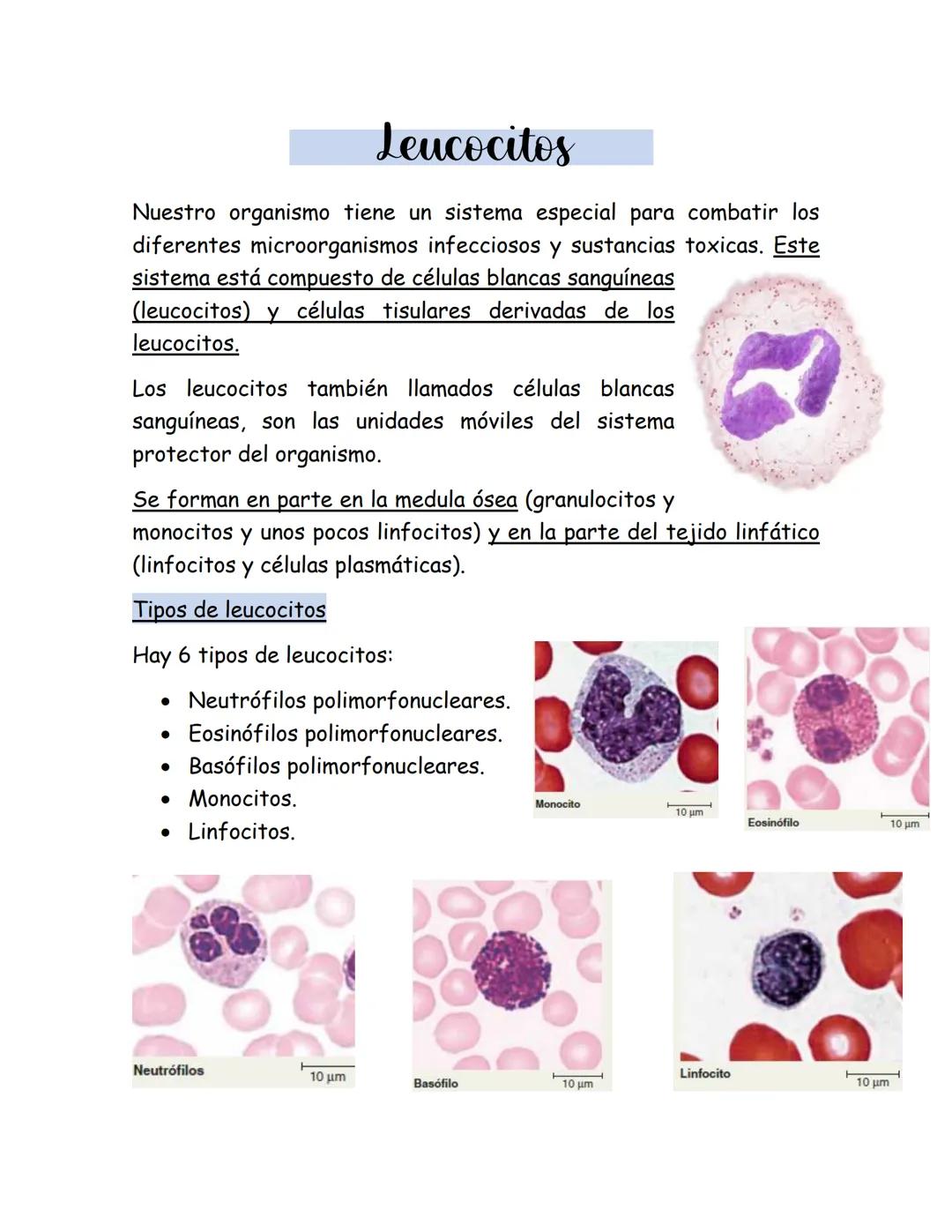 # Leucocitos
Nuestro organismo tiene un sistema especial para combatir los
diferentes microorganismos infecciosos y sustancias toxicas. Est