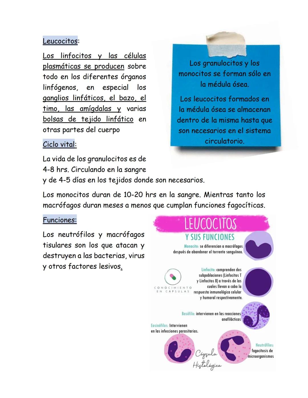 # Leucocitos
Nuestro organismo tiene un sistema especial para combatir los
diferentes microorganismos infecciosos y sustancias toxicas. Est