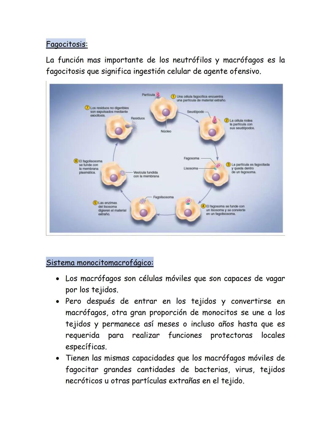 # Leucocitos
Nuestro organismo tiene un sistema especial para combatir los
diferentes microorganismos infecciosos y sustancias toxicas. Est