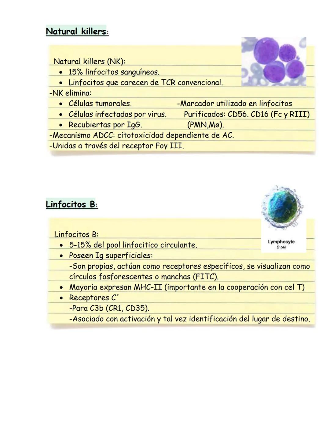 # Células del sistema inmune
## Hematopoyesis:
Proceso de estado estable en el cual se producen y desarrollan las células
sanguíneas al ri