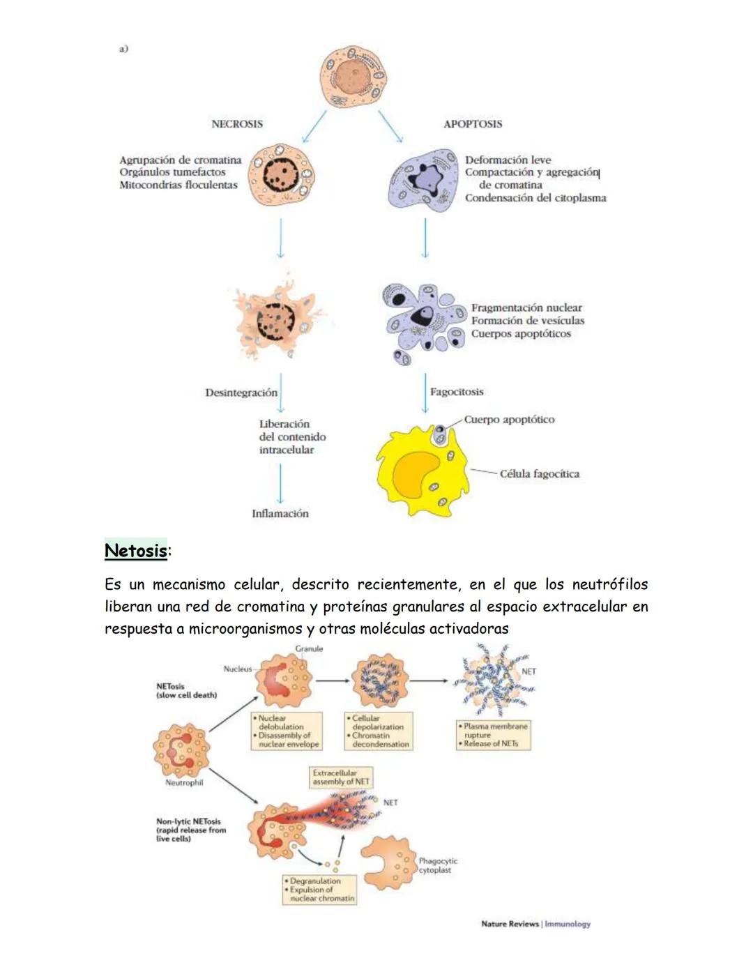 # Células del sistema inmune
## Hematopoyesis:
Proceso de estado estable en el cual se producen y desarrollan las células
sanguíneas al ri