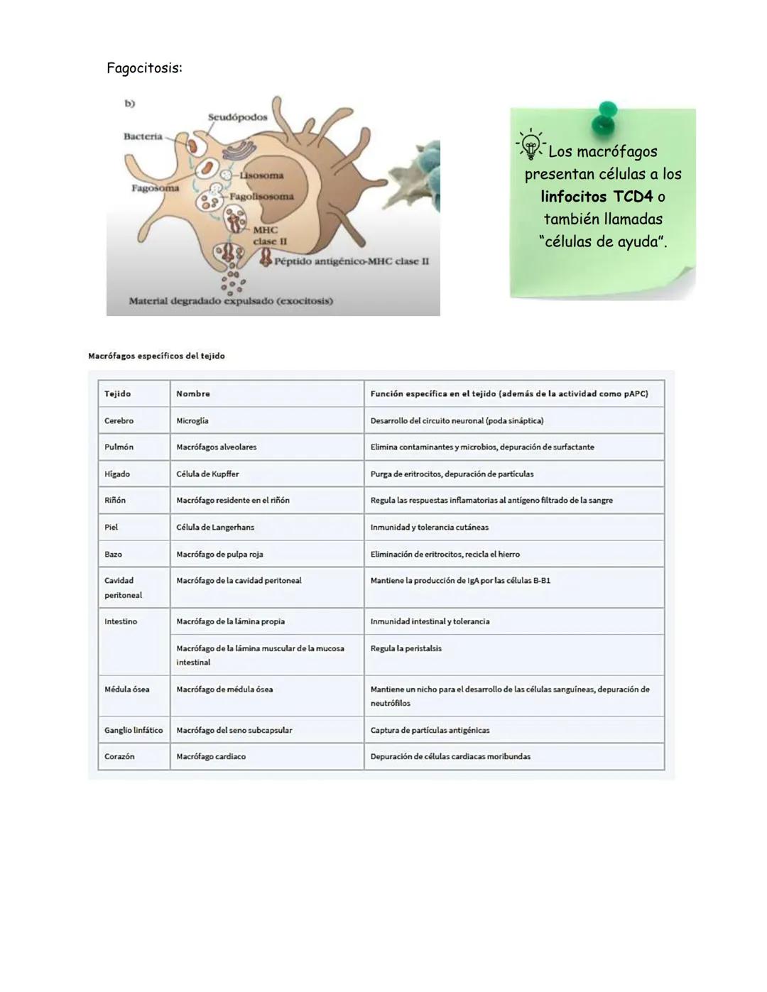 # Células del sistema inmune
## Hematopoyesis:
Proceso de estado estable en el cual se producen y desarrollan las células
sanguíneas al ri