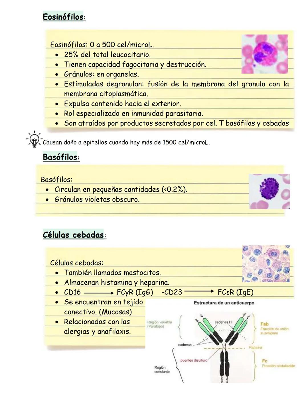 # Células del sistema inmune
## Hematopoyesis:
Proceso de estado estable en el cual se producen y desarrollan las células
sanguíneas al ri