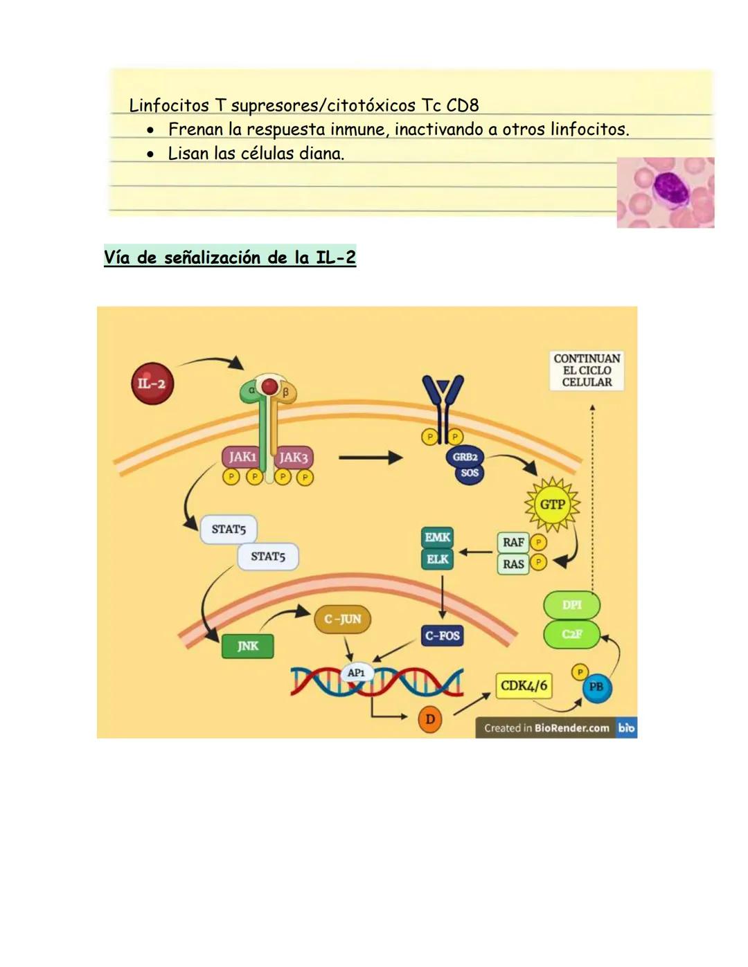 # Células del sistema inmune
## Hematopoyesis:
Proceso de estado estable en el cual se producen y desarrollan las células
sanguíneas al ri