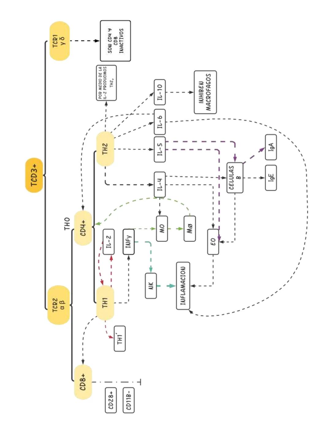 # Células del sistema inmune
## Hematopoyesis:
Proceso de estado estable en el cual se producen y desarrollan las células
sanguíneas al ri