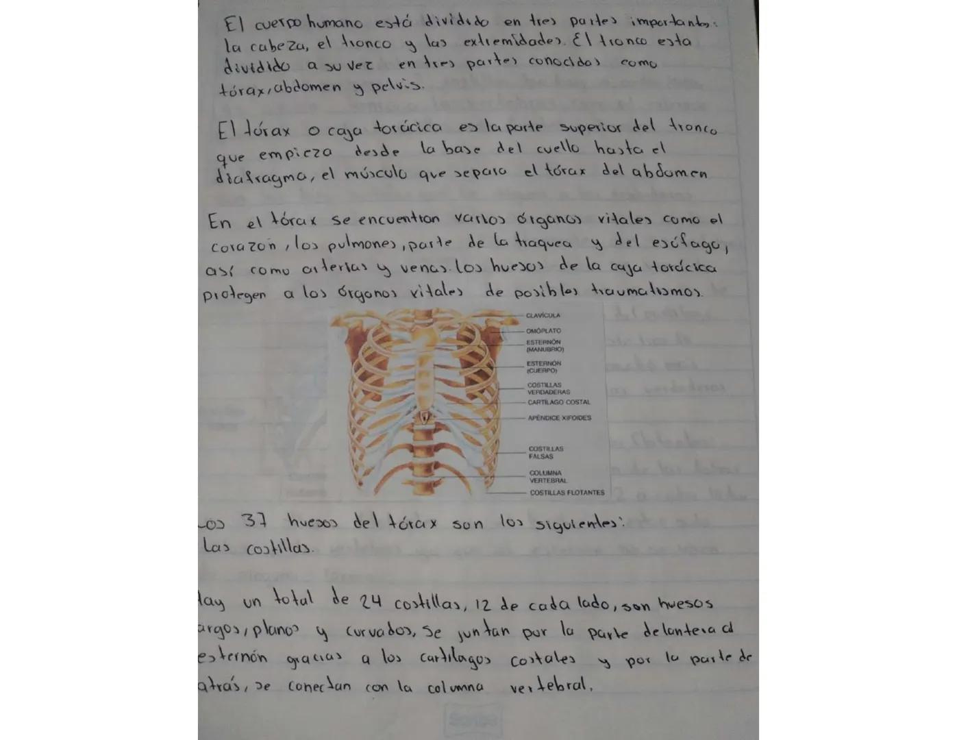 El cuerpo humano está dividido en tres partes importantes:
la cabeza, el tronco y las extremidades. El tronco esta
dividido a su vez en tres