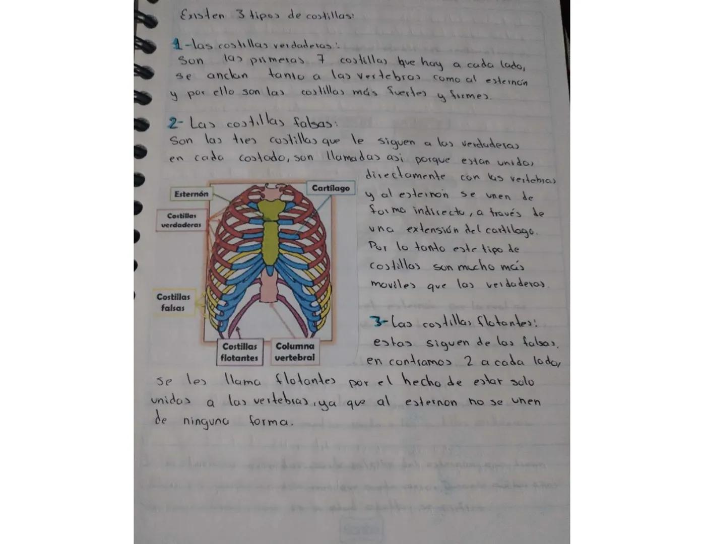 El cuerpo humano está dividido en tres partes importantes:
la cabeza, el tronco y las extremidades. El tronco esta
dividido a su vez en tres