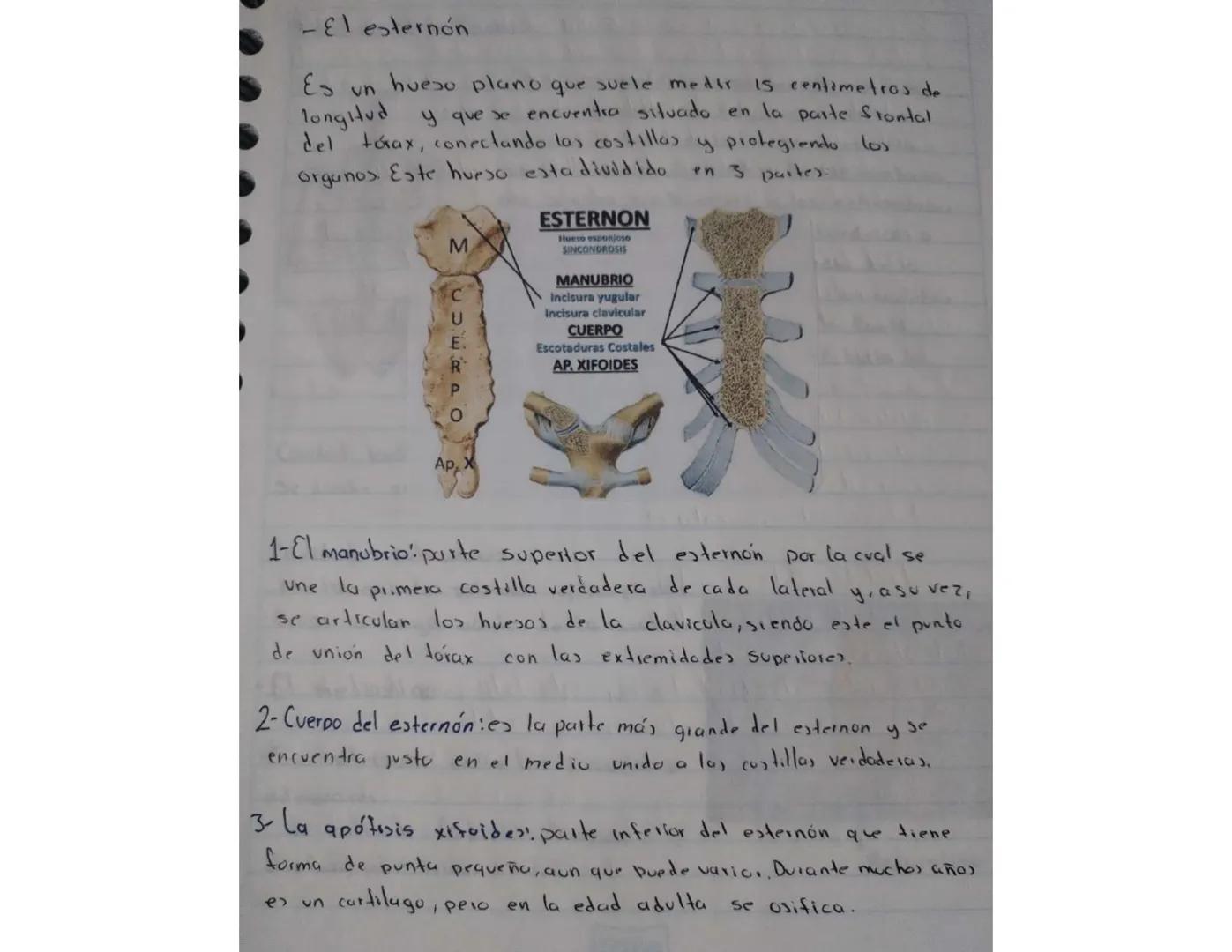El cuerpo humano está dividido en tres partes importantes:
la cabeza, el tronco y las extremidades. El tronco esta
dividido a su vez en tres