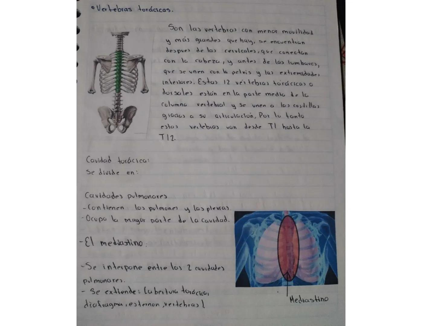 El cuerpo humano está dividido en tres partes importantes:
la cabeza, el tronco y las extremidades. El tronco esta
dividido a su vez en tres