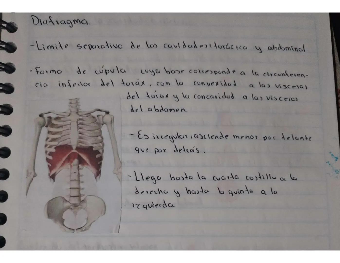 El cuerpo humano está dividido en tres partes importantes:
la cabeza, el tronco y las extremidades. El tronco esta
dividido a su vez en tres