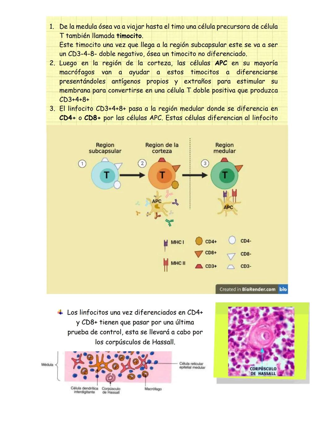 # Órganos del sistema inmune
Los órganos del sistema inmune se dividen en 2:
- Órganos linfoides primarios, donde se generan las células d