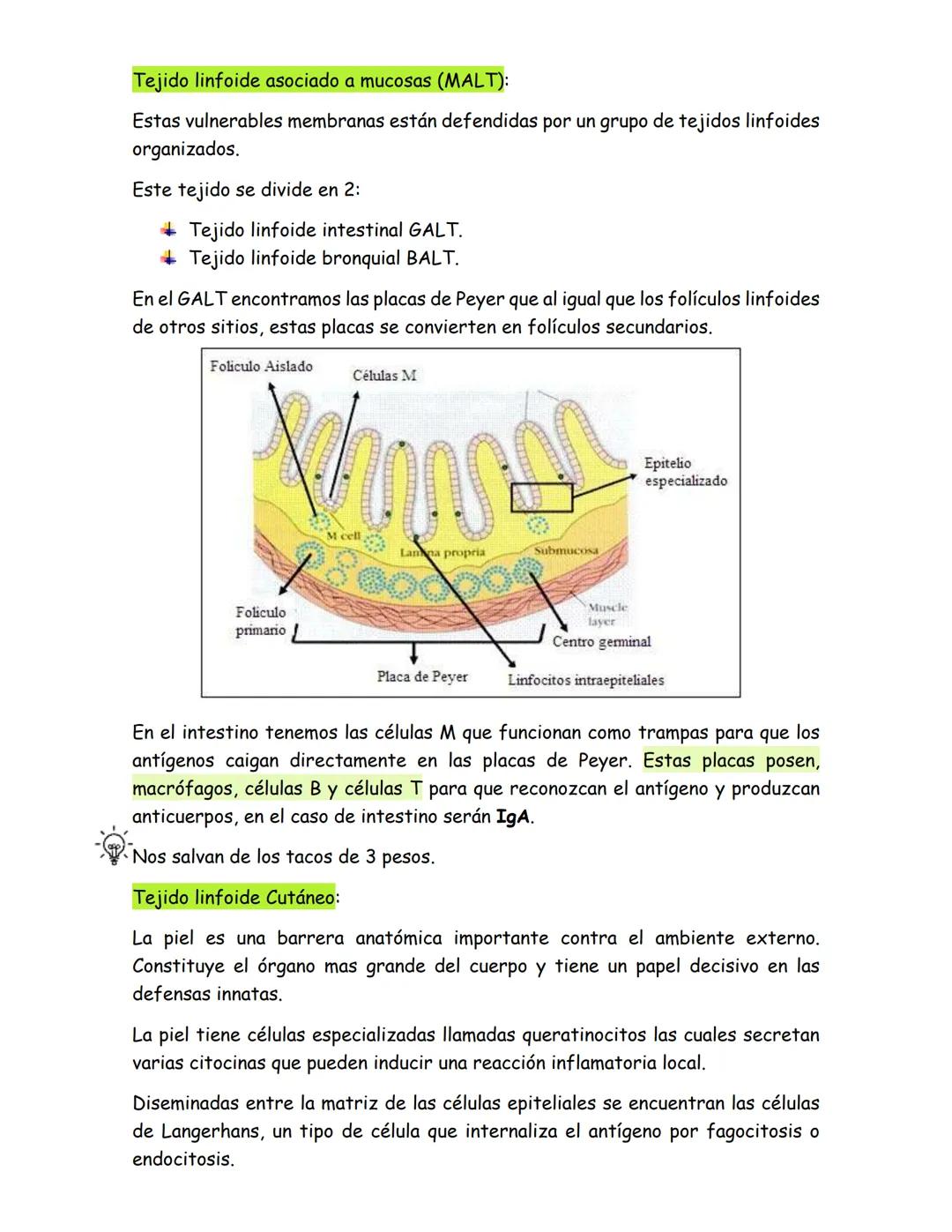 # Órganos del sistema inmune
Los órganos del sistema inmune se dividen en 2:
- Órganos linfoides primarios, donde se generan las células d