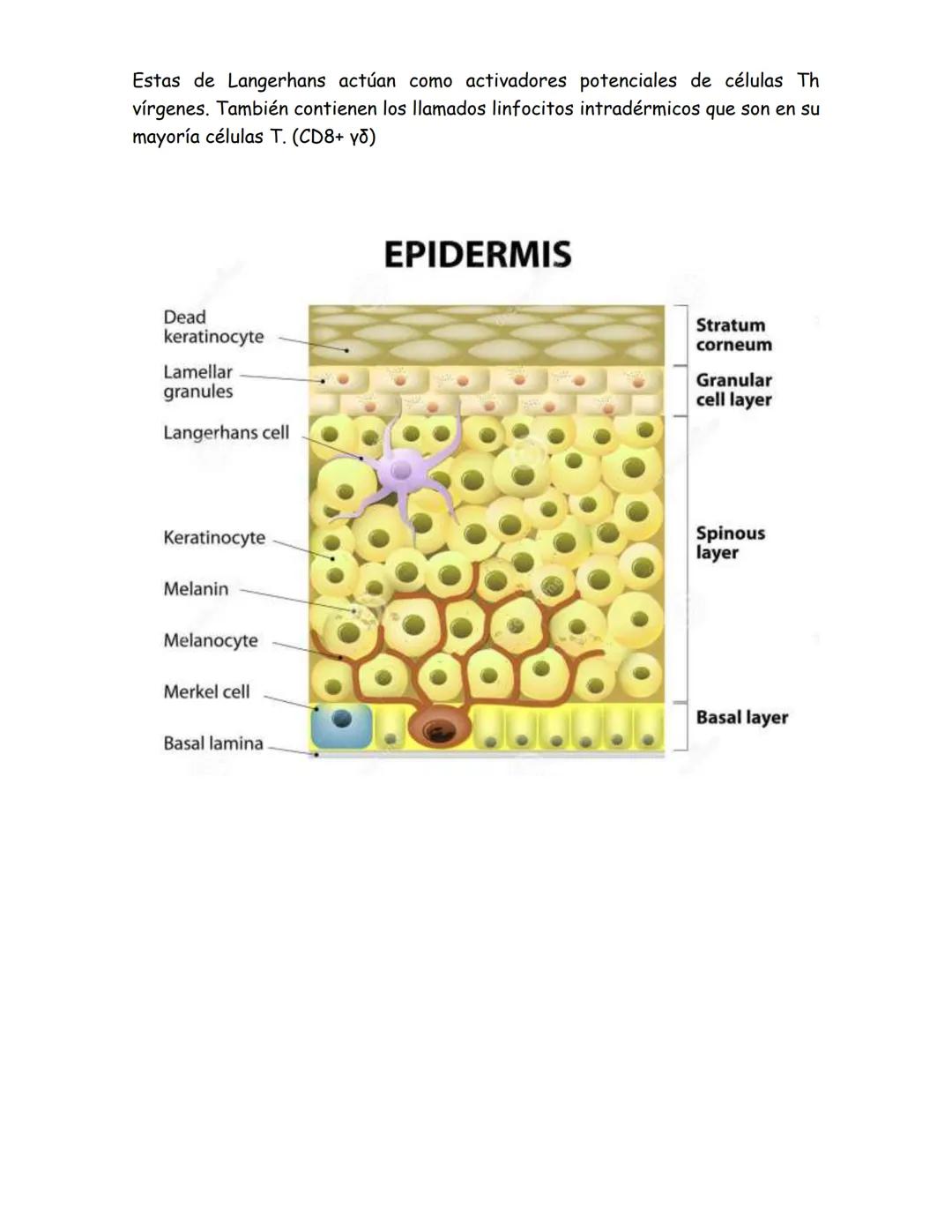 # Órganos del sistema inmune
Los órganos del sistema inmune se dividen en 2:
- Órganos linfoides primarios, donde se generan las células d