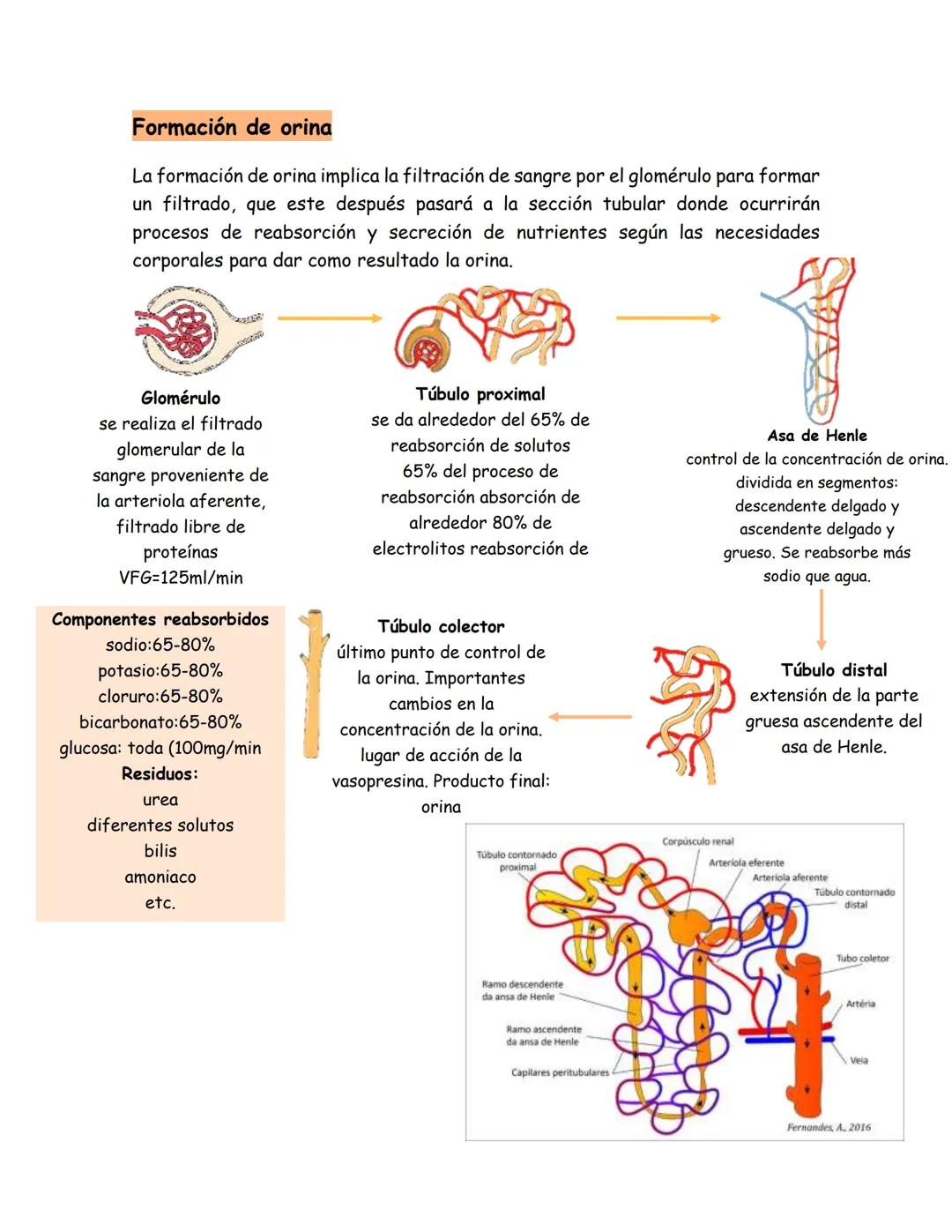 # Insuficiencia renal
Definición:
Se puede definir como un padecimiento en el cual los riñones no pueden
desempeñar su función correctamen