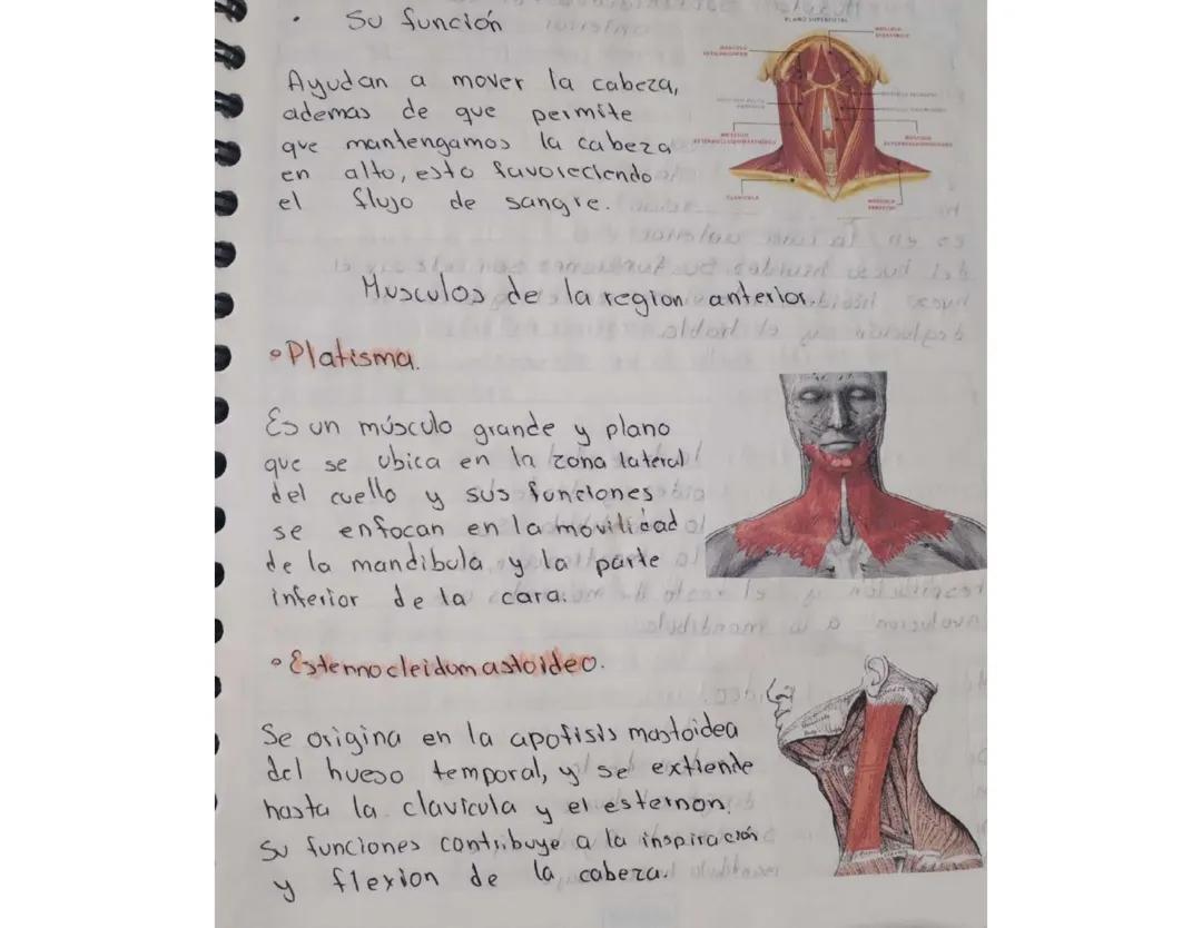 Músculos del cuello