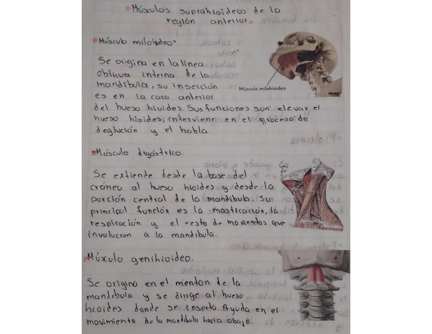 - Su función
Ayudan a mover la cabeza,
ademas de que permite
que mantengamos la cabeza
en alto, esto favoreciendo
el flujo de sangre.
Musc