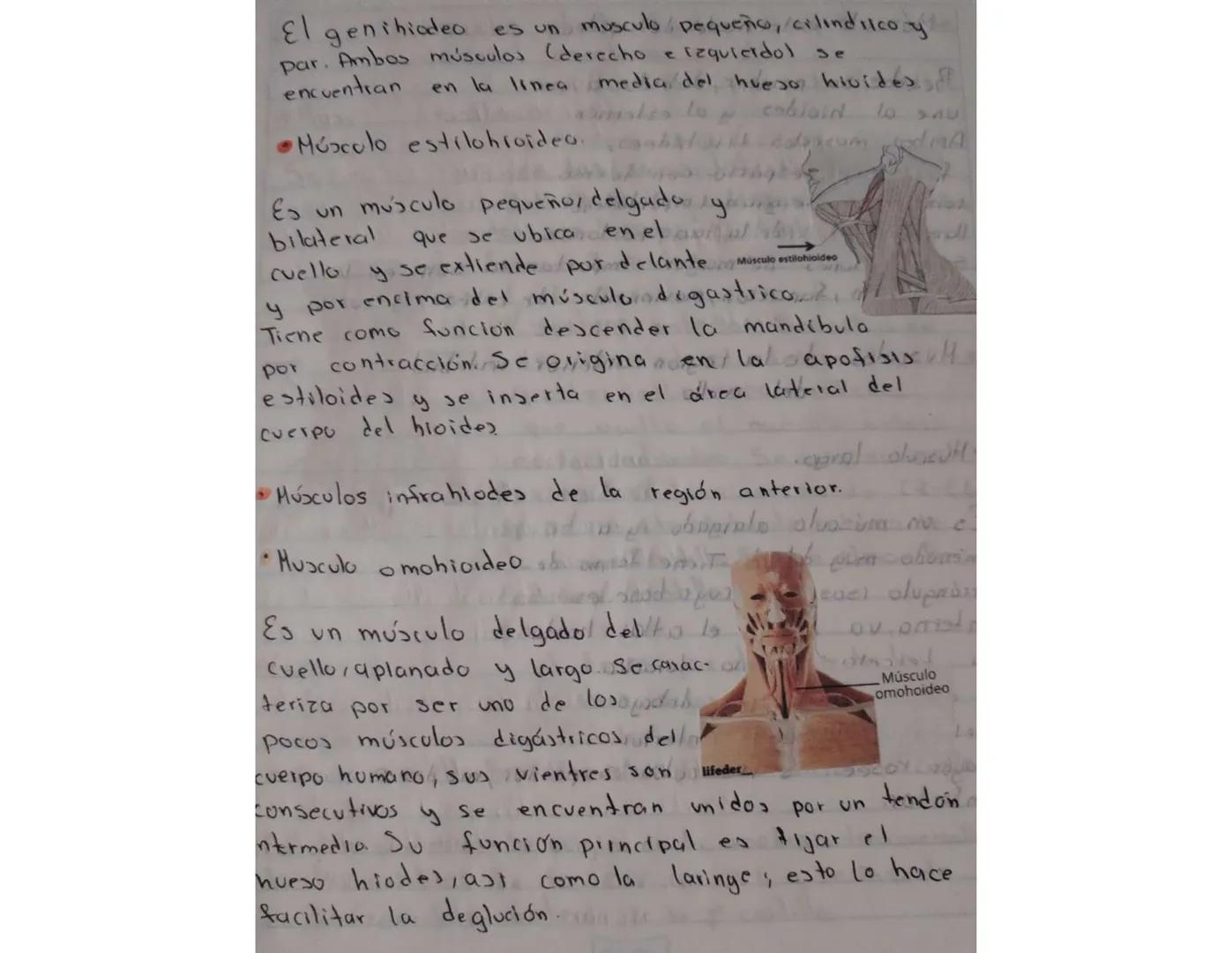 - Su función
Ayudan a mover la cabeza,
ademas de que permite
que mantengamos la cabeza
en alto, esto favoreciendo
el flujo de sangre.
Musc