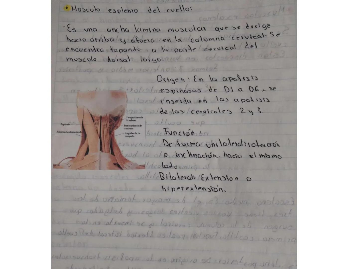- Su función
Ayudan a mover la cabeza,
ademas de que permite
que mantengamos la cabeza
en alto, esto favoreciendo
el flujo de sangre.
Musc