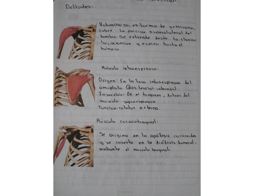 Músculos principales de los brazos y hombros