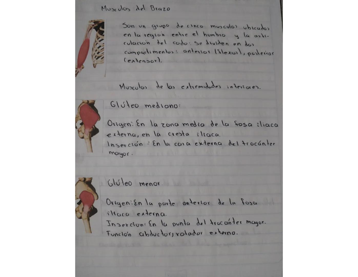Deltoides;
cubre
Volumino so, en forma de semicono,
la porción superolateral del
hombro. Se extiende desde la clavicu
la, acromion y espina