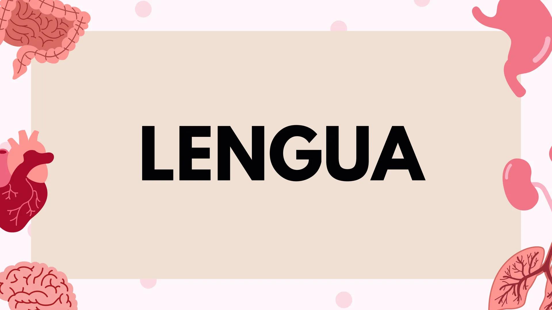 # LENGUA # INTRODUCCIÓN
La lengua es un órgano digestivo accesorio formado por músculo esquelético
cubierto de mucosa. Junto con sus múscul