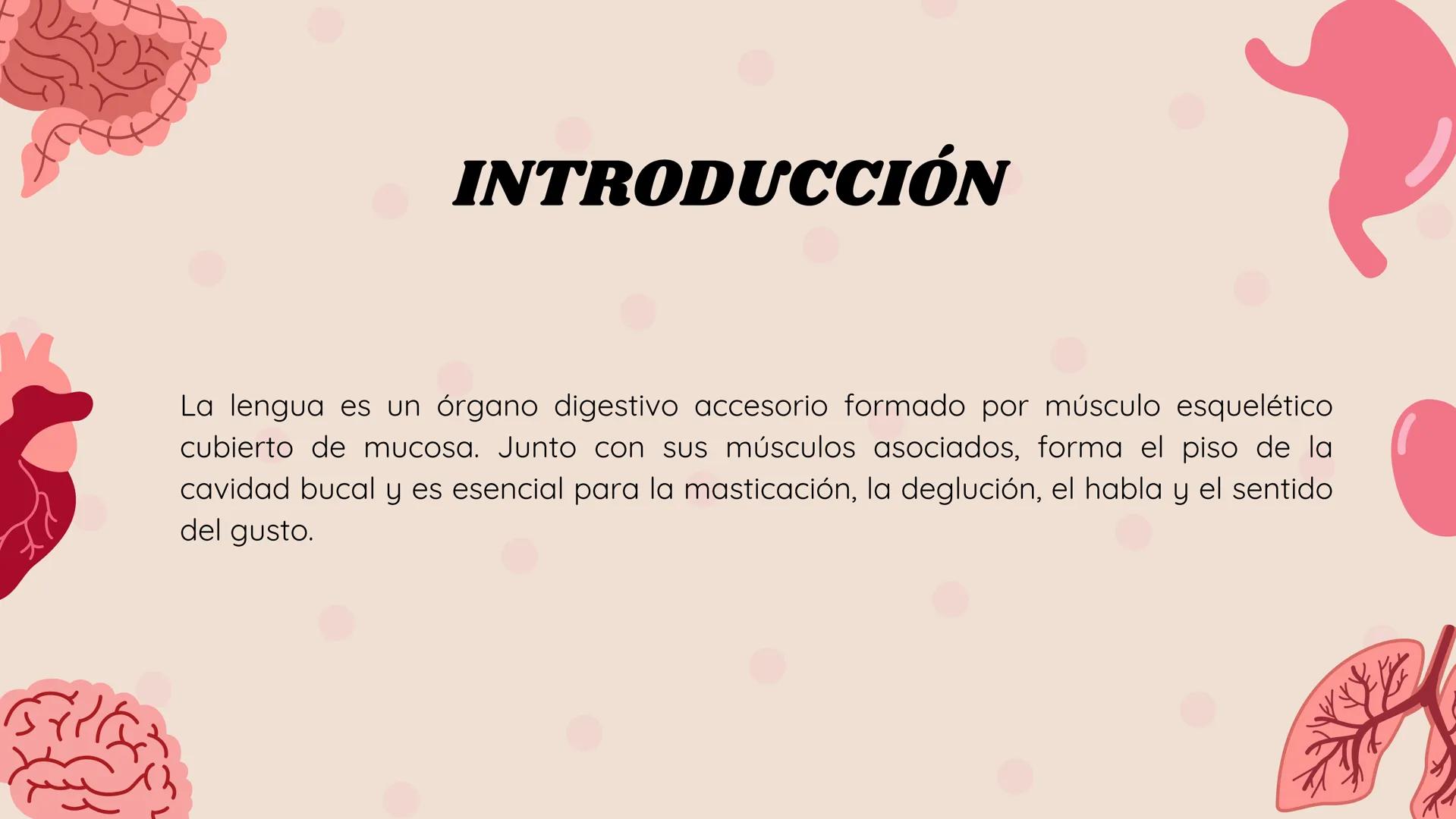 # LENGUA # INTRODUCCIÓN
La lengua es un órgano digestivo accesorio formado por músculo esquelético
cubierto de mucosa. Junto con sus múscul
