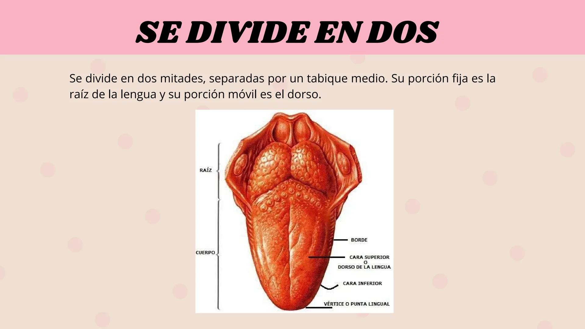 # LENGUA # INTRODUCCIÓN
La lengua es un órgano digestivo accesorio formado por músculo esquelético
cubierto de mucosa. Junto con sus múscul