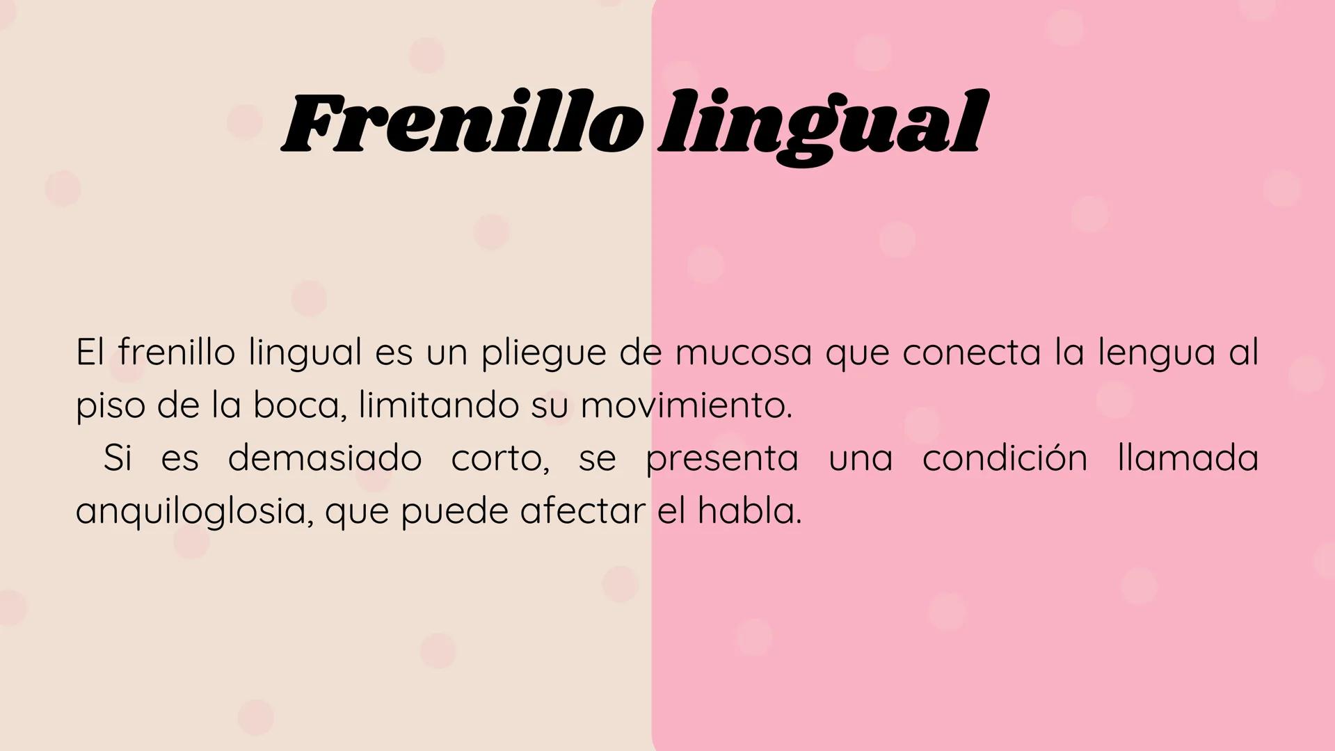 # LENGUA # INTRODUCCIÓN
La lengua es un órgano digestivo accesorio formado por músculo esquelético
cubierto de mucosa. Junto con sus múscul
