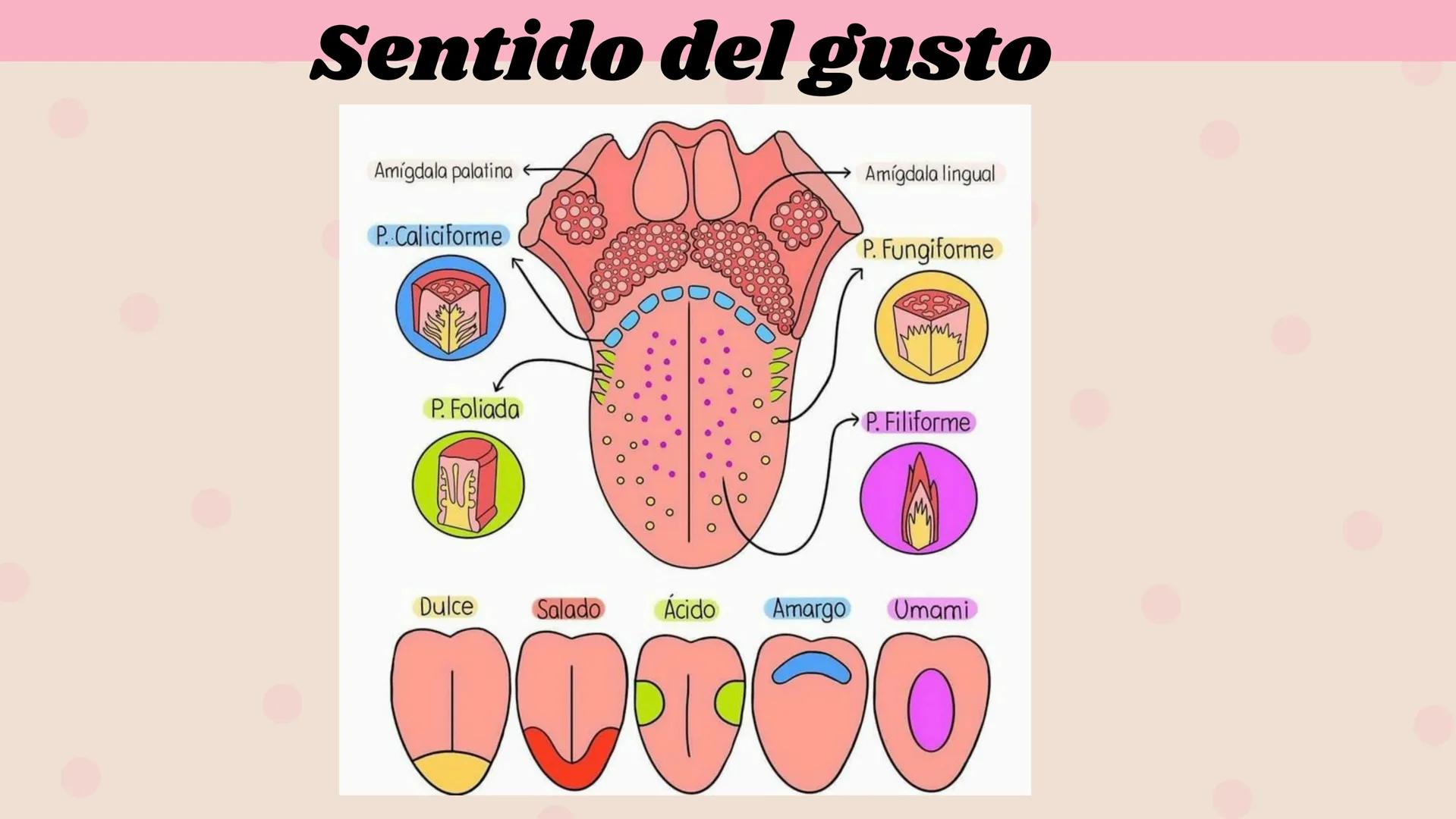 # LENGUA # INTRODUCCIÓN
La lengua es un órgano digestivo accesorio formado por músculo esquelético
cubierto de mucosa. Junto con sus múscul