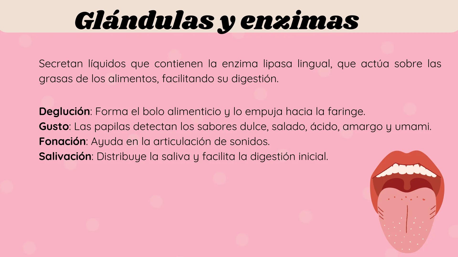 # LENGUA # INTRODUCCIÓN
La lengua es un órgano digestivo accesorio formado por músculo esquelético
cubierto de mucosa. Junto con sus múscul