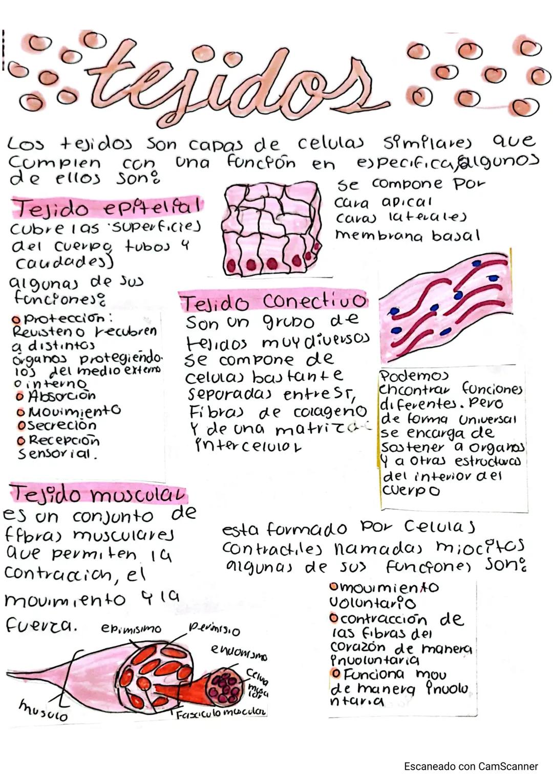 # tejidos
Los tejidos son capas de celulas similares que
Compien con una función en especifica, algunos
de ellos son:
Tejido epitelial
Cub