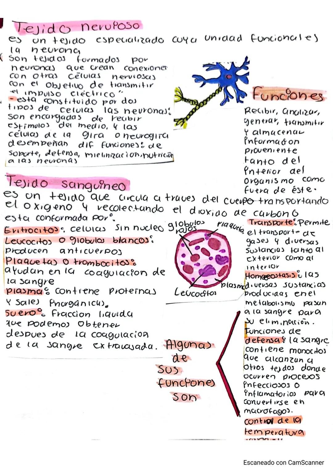 # tejidos
Los tejidos son capas de celulas similares que
Compien con una función en especifica, algunos
de ellos son:
Tejido epitelial
Cub