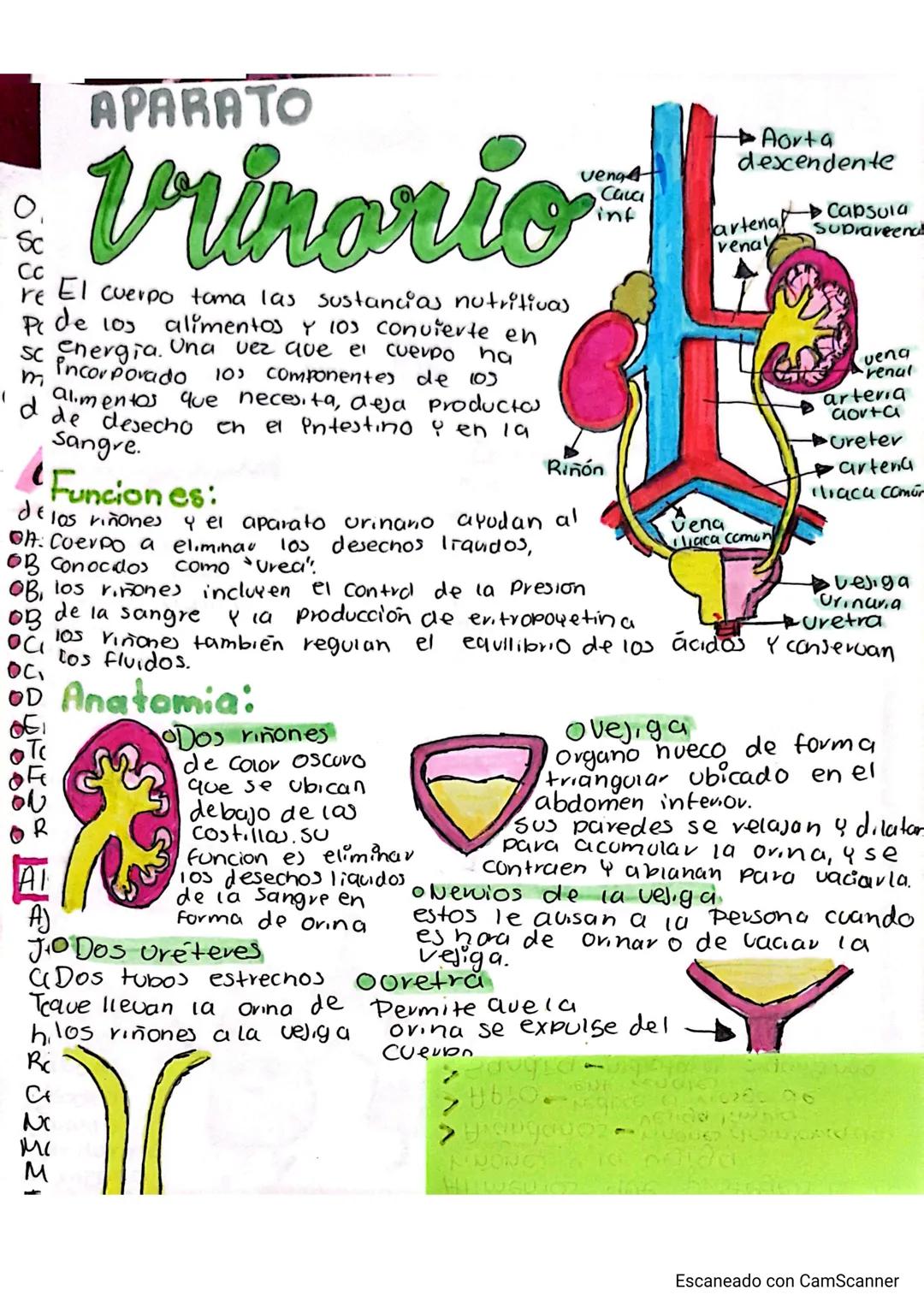 # APARATO
veng
# Vrinorio
re El cuerpo tama las sustancias nutritivas
Pr de 103 alimentos y 103 convierte en
sc energia. Una vez que el cu