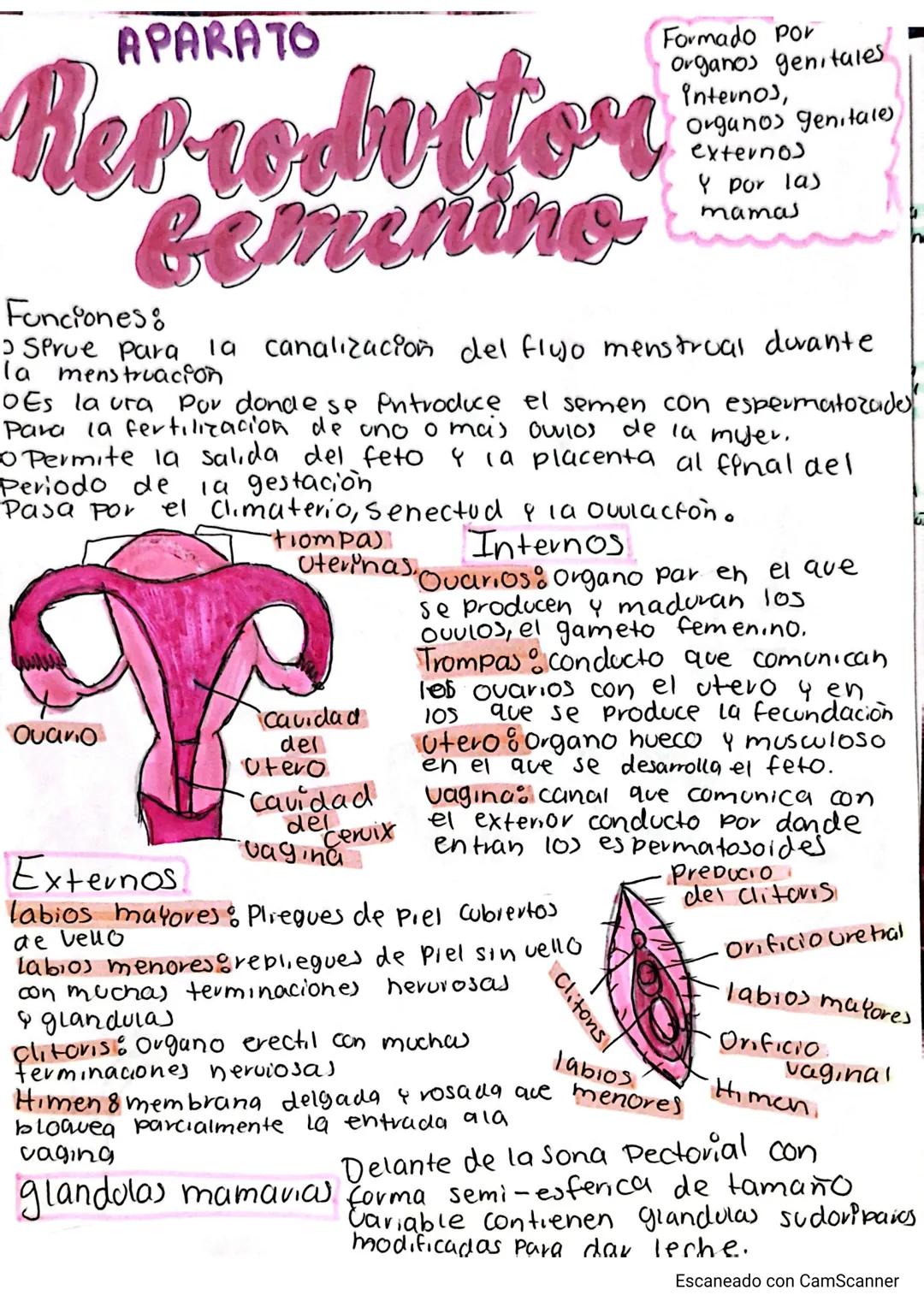 # APARATO
Formado Por
Organos genitales
Internos,
Organos genitale
externos
Y por las
mamas
# Reproductor
## bemenino
Funciones:
* Sirv
