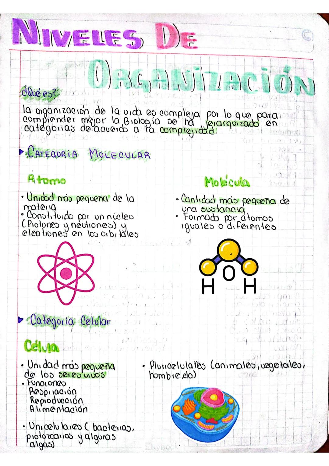 NIVELES DE
¿Qué es?
ORGANIZACIÓN
la organización de la vida es compleja por lo que para
comprender mejor la Biología se ha jerarquizado en