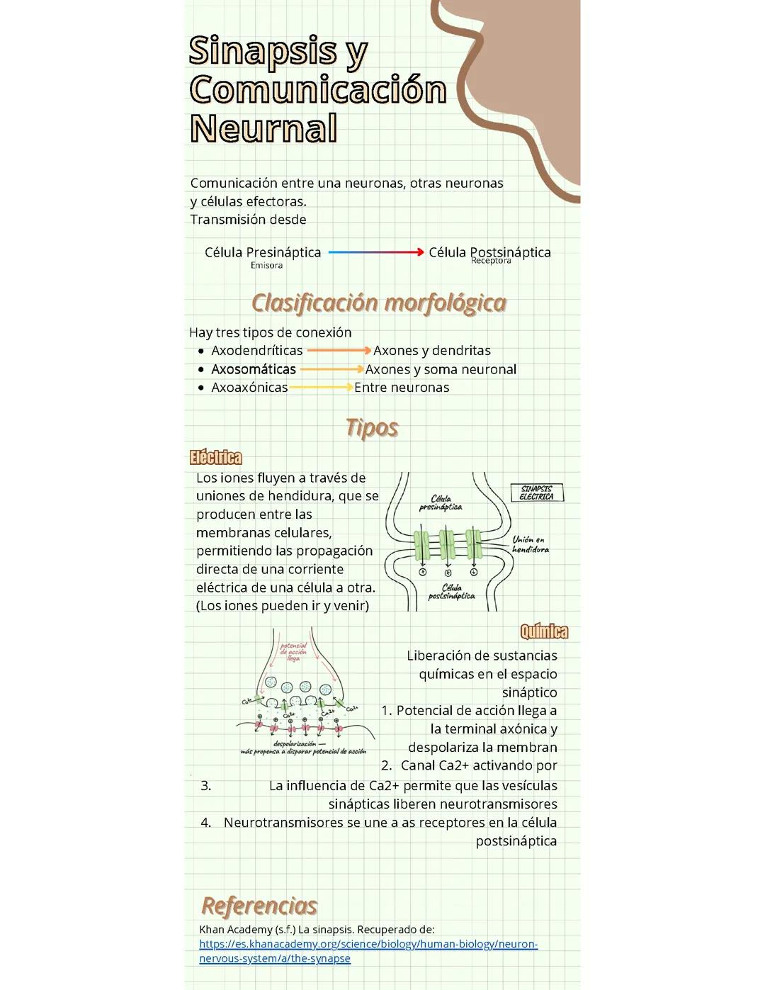 Sinapsis y Comunicación Neuronal