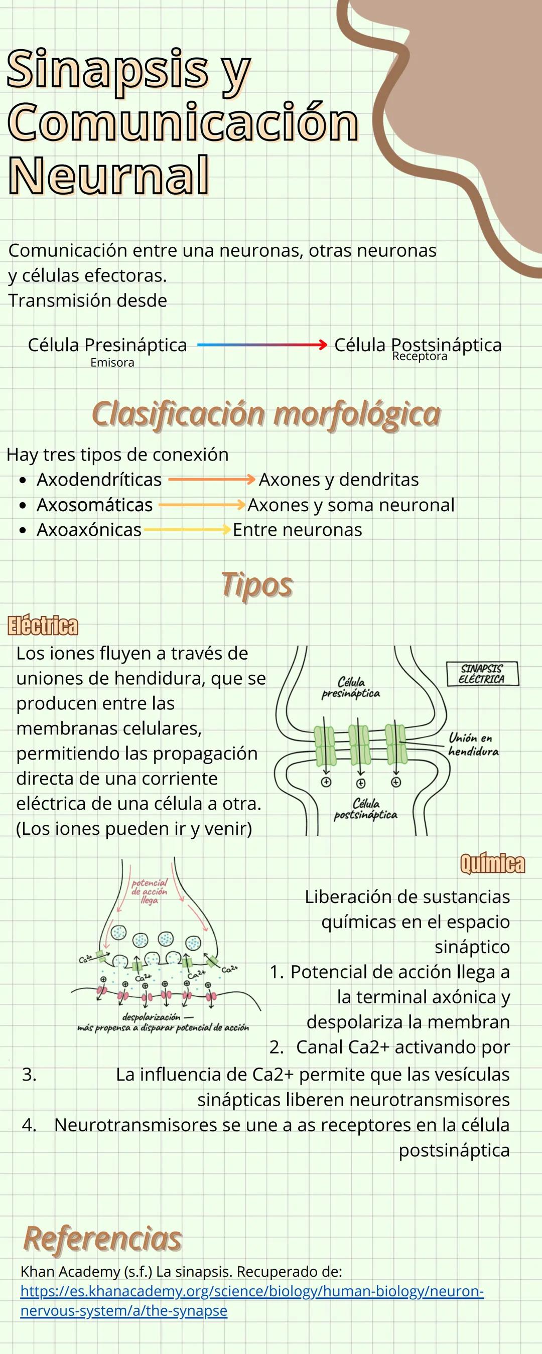 Sinapsis y
Comunicación
Neurnal
Comunicación entre una neuronas, otras neuronas
y células efectoras.
Transmisión desde
Célula Presináptica
E