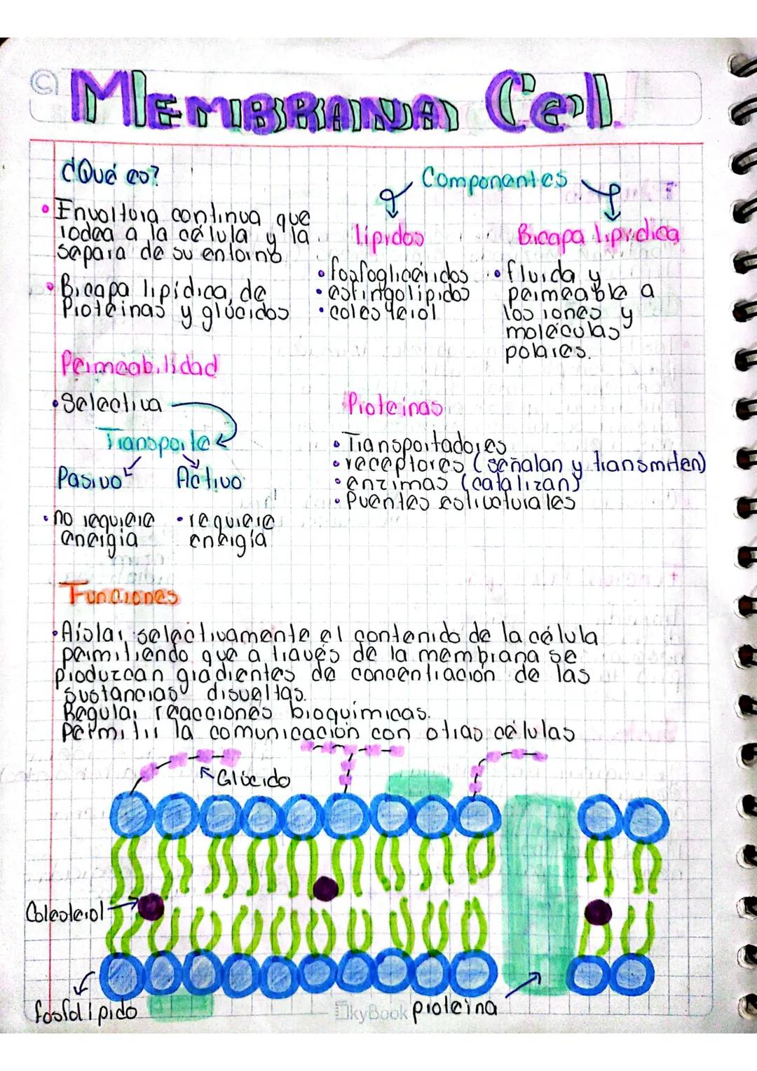 # MIEMBRANA Cell
¿Qué co?
- Envoltura continua que
lodea a la célula y la
separa de su entorno
- Bicapa lipídica, de
Proteínas y glúcidos