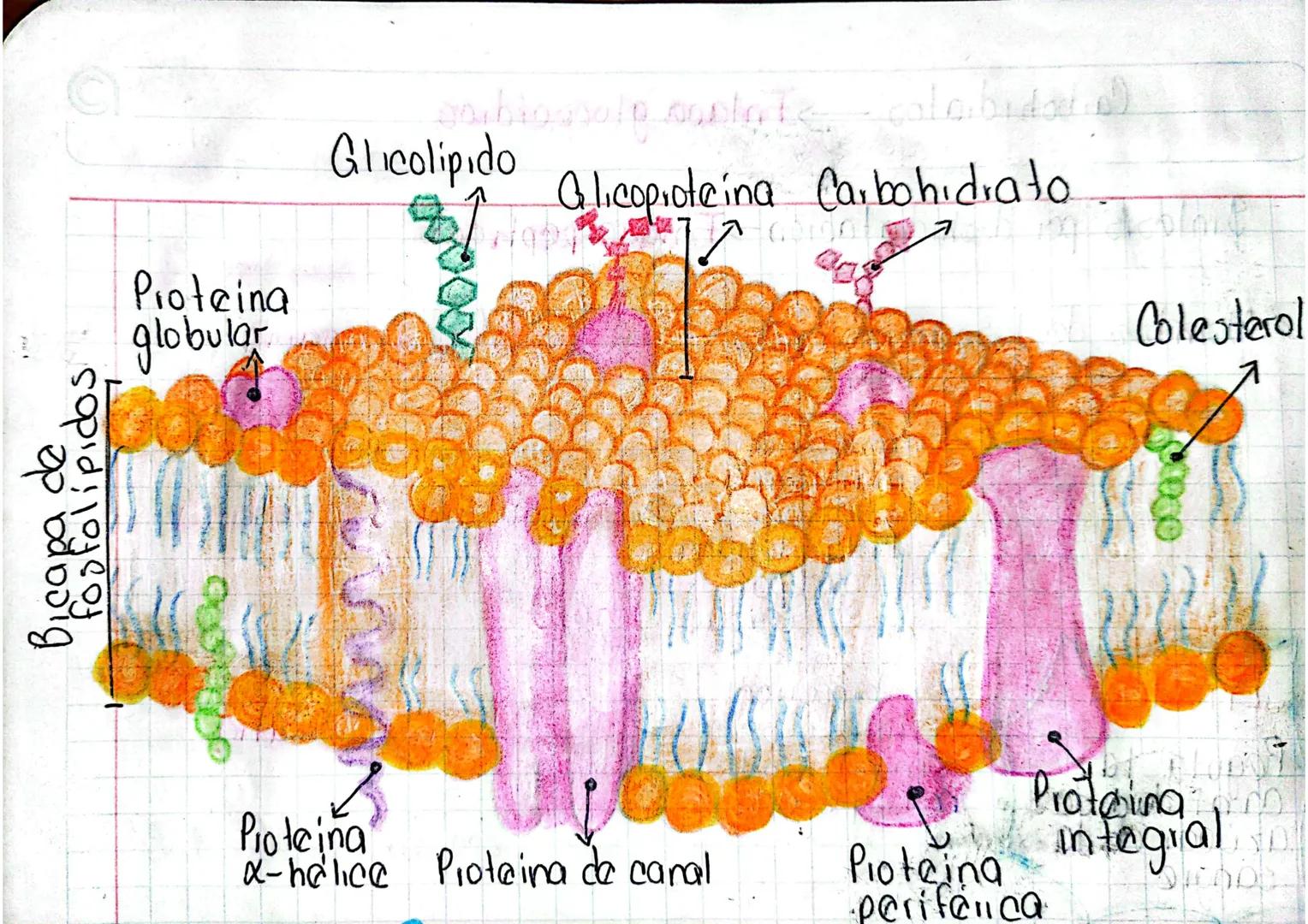 # MIEMBRANA Cell
¿Qué co?
- Envoltura continua que
lodea a la célula y la
separa de su entorno
- Bicapa lipídica, de
Proteínas y glúcidos