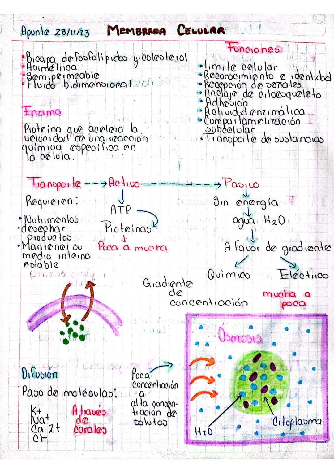 # MIEMBRANA Cell
¿Qué co?
- Envoltura continua que
lodea a la célula y la
separa de su entorno
- Bicapa lipídica, de
Proteínas y glúcidos