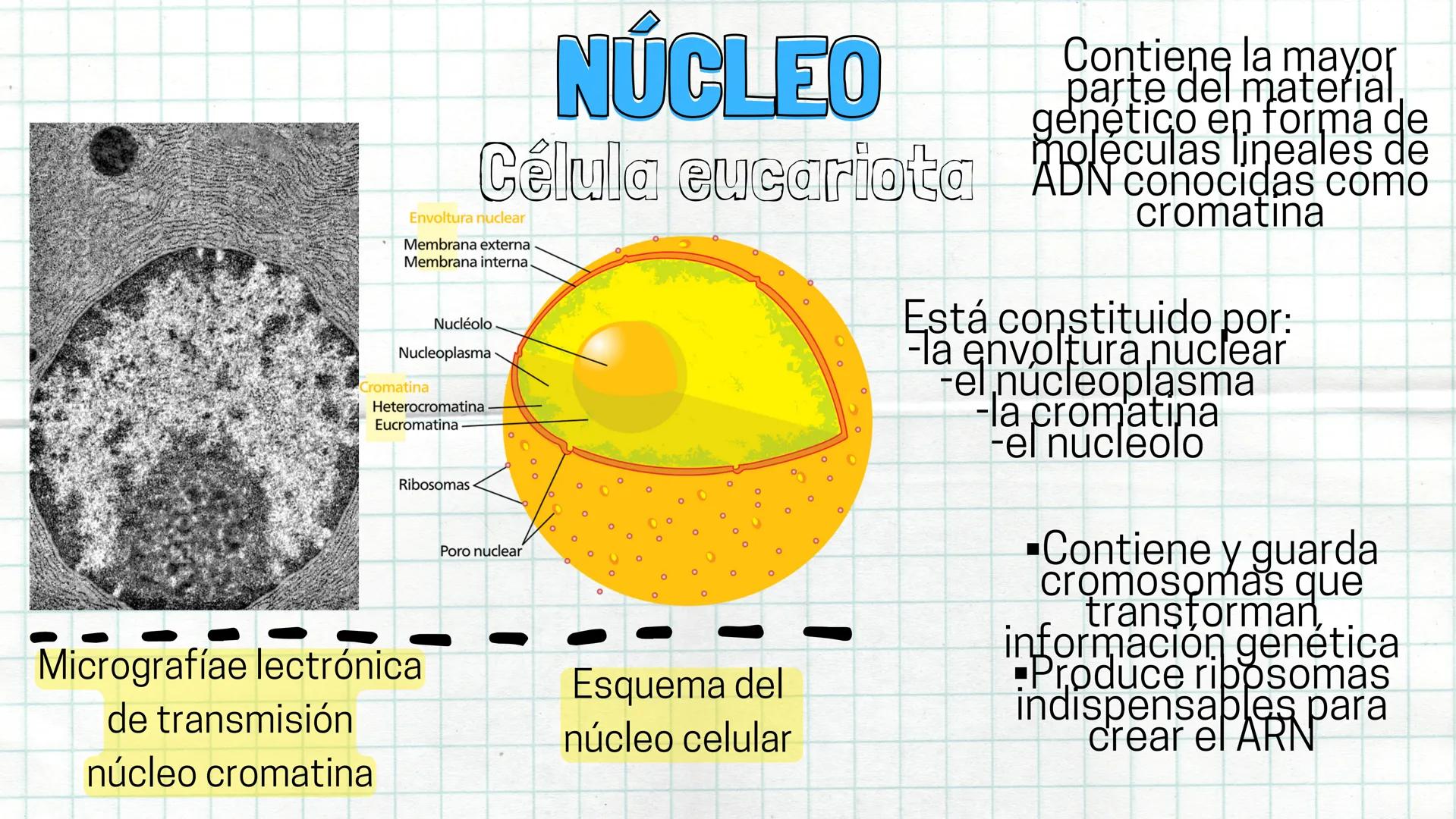 # NÚCLEO
Célula eucariota
Envoltura nuclear
Membrana externa
Membrana interna
Nucléolo
Nucleoplasma
Cromatina
Heterocromatina
Eucro