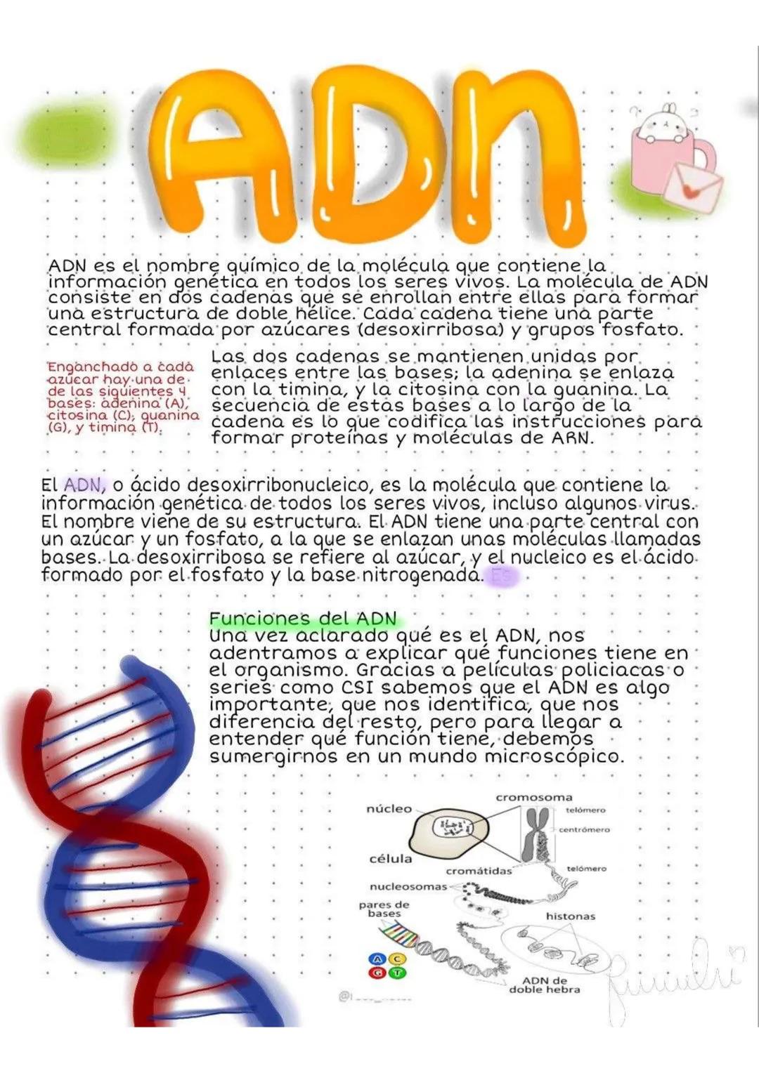 # ADN
ADN es el nombre químico de la molécula que contiene la
información genética en todos los seres vivos. La molécula de ADN
consiste en