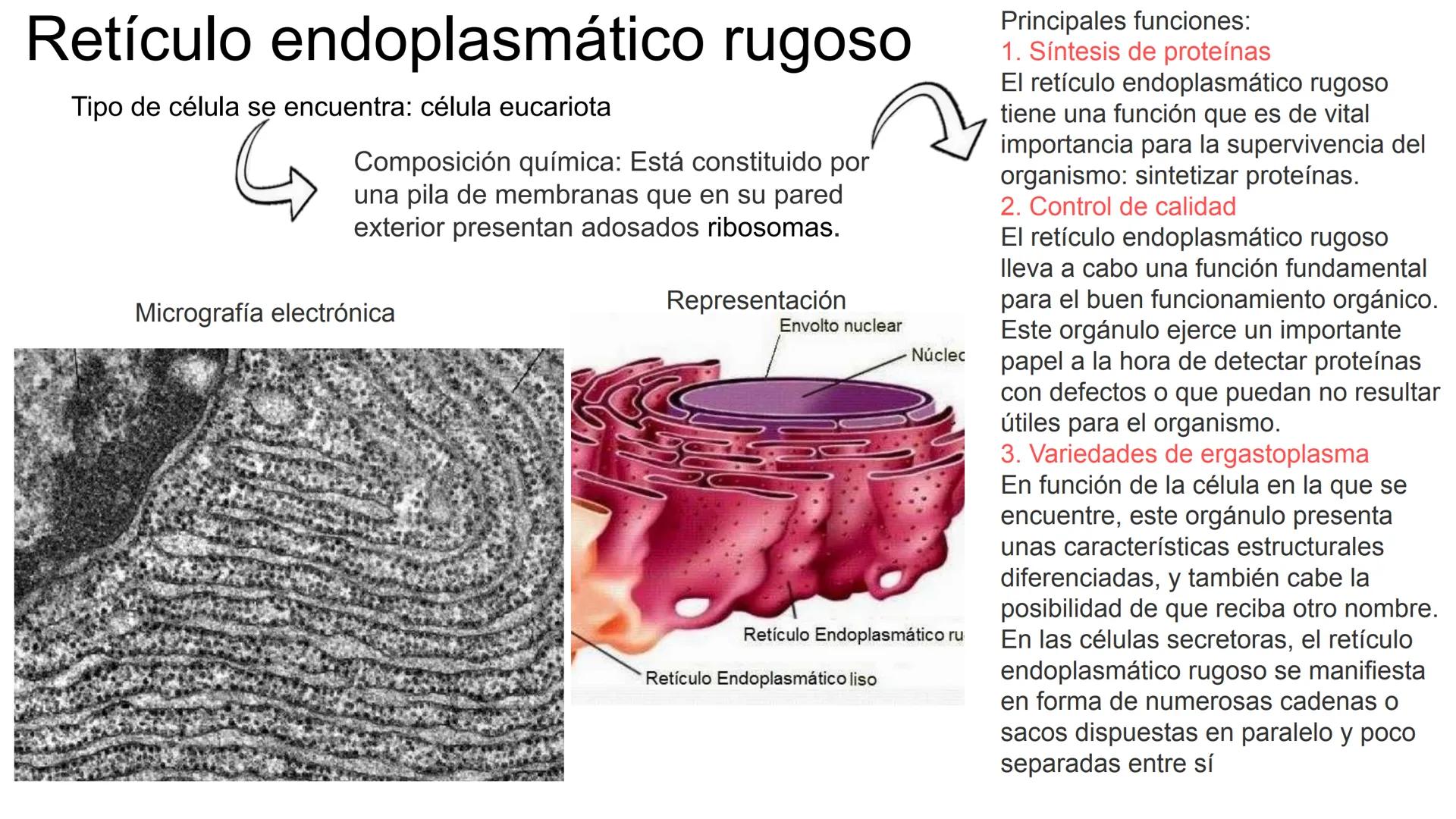 Retículo endoplasmático rugoso
Tipo de célula se encuentra: célula eucariota
Composición química: Está constituido por"
una pila de membrana