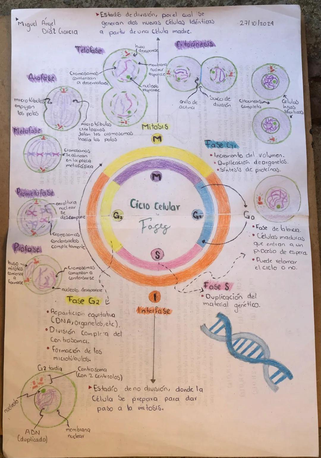 Miguel Angel
Diaz Garcia
Estadío de división, porel cual se
generan dos nuevas células Idénticas
a partir de una célula madre.
Telolase
A