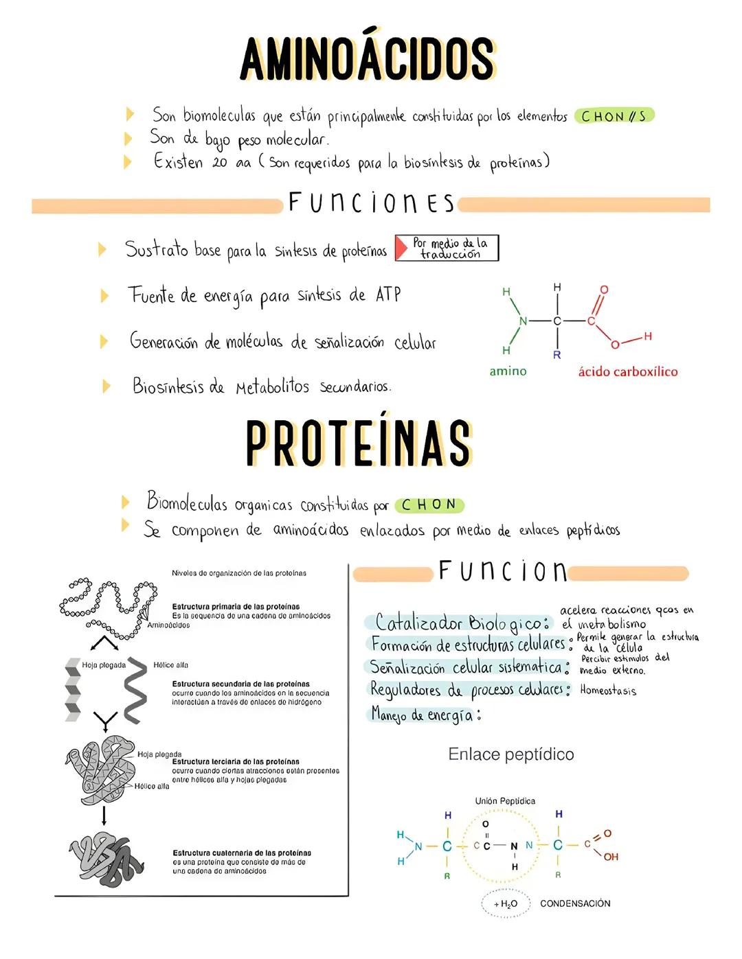 Aminoácidos y proteína