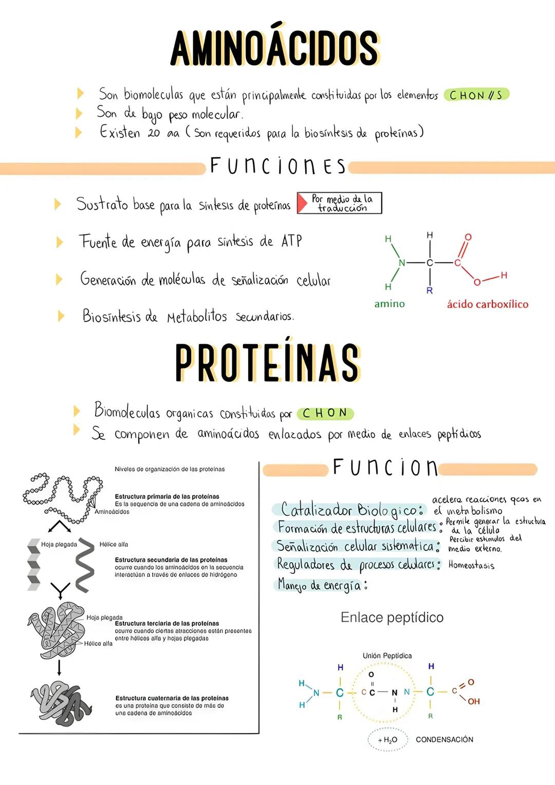 Hoja plogada
AMINOÁCIDOS
Son biomoleculas que están principalmente constituidas por los elementos CHON//S
Son de
bajo peso
molecular.
Existe